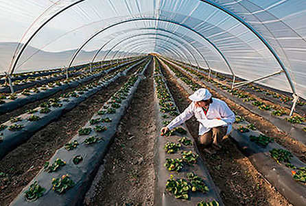 Soluciones Tecnológicas Avanzadas para la Industria Alimentaria